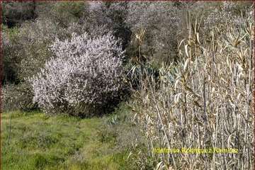 Manto de tonos blancos y rosas en Gran Canaria (Reportaje gráfico de Ildefonso Rodríguez)